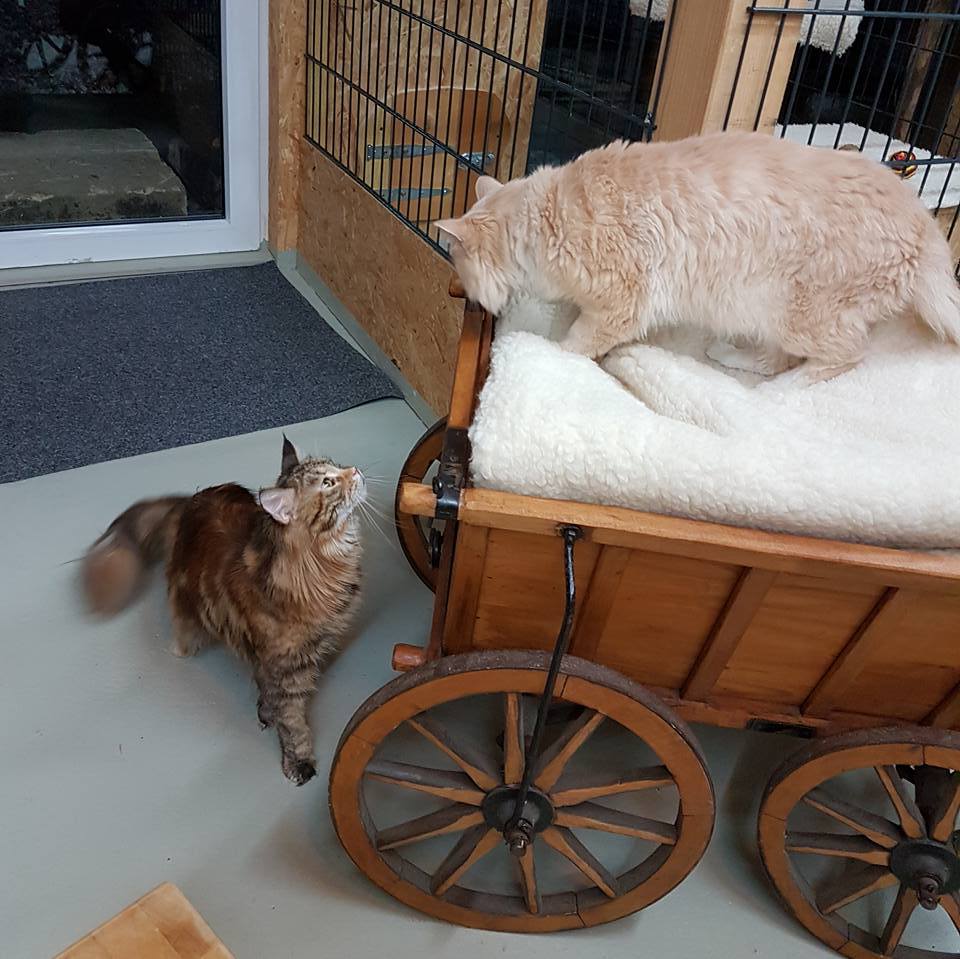 Katzenpension Mäuseloch Leipzig Außenanlage5