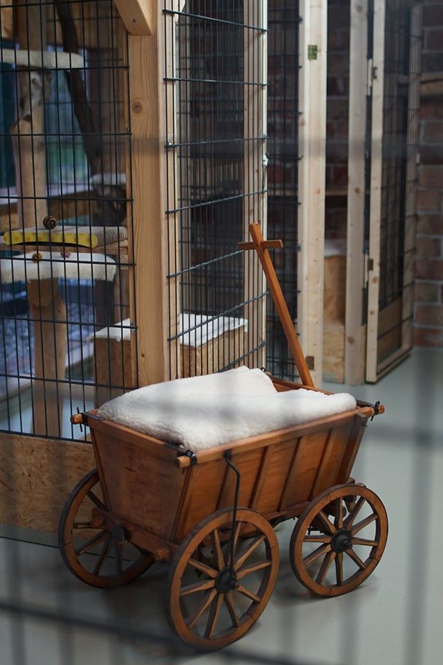 Katzenpension Mäuseloch Leipzig Außenanlage4