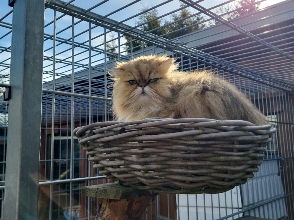 Katzenpension Leipzig Referenz 1