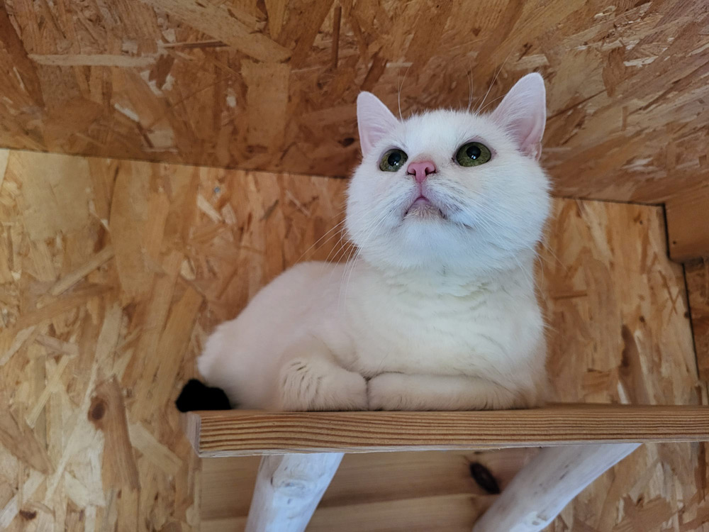 Katzenpension Leipzig Referenz 2
