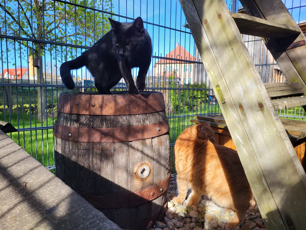 Katzenpension Leipzig Referenz 3