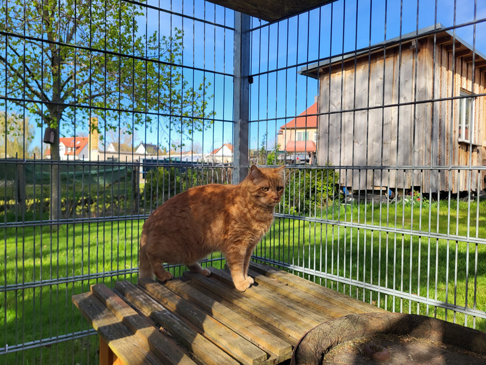Katzenpension Leipzig Referenz 4