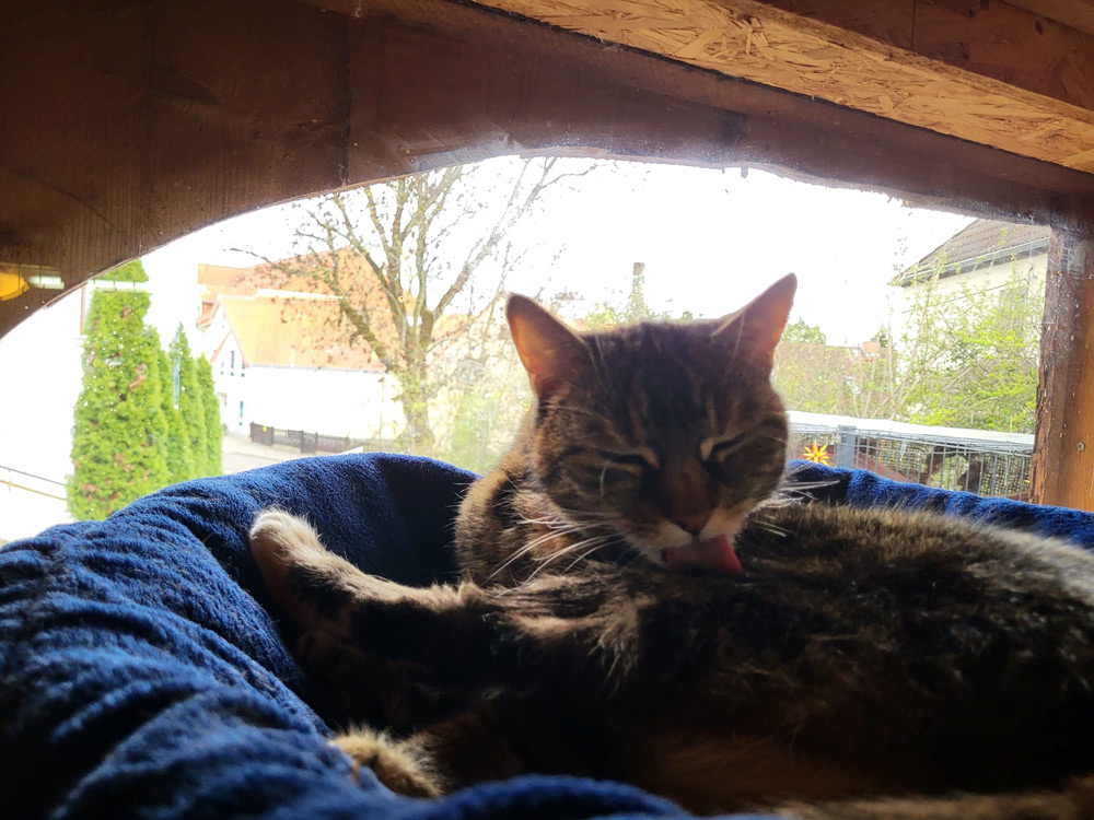 Katzenpension Leipzig Referenz 6