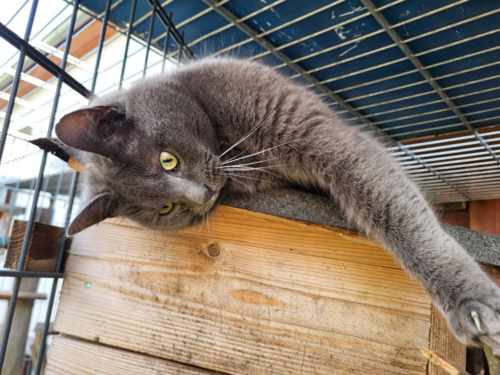Katzenpension Leipzig Referenz 7