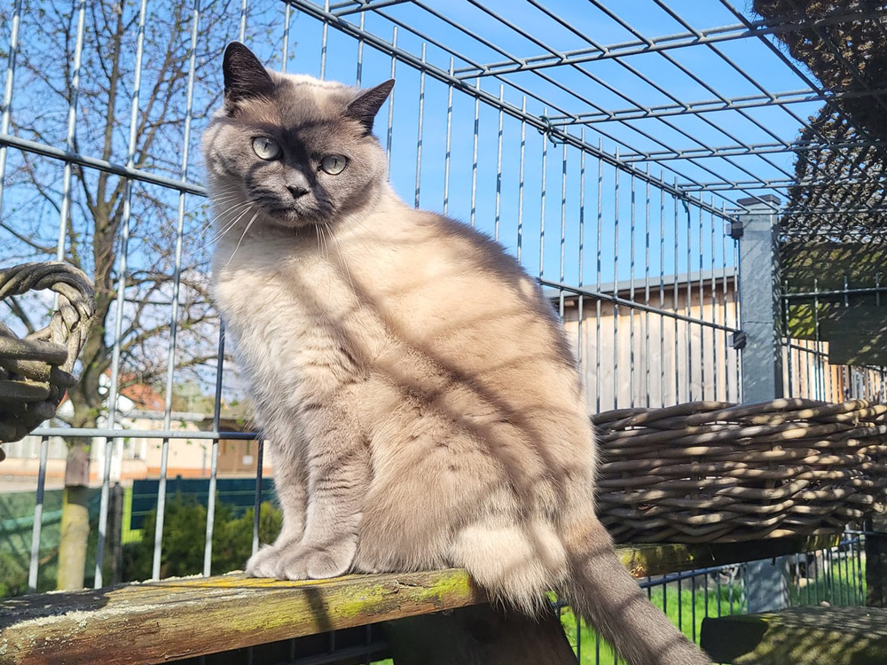 Katzenpension Leipzig Referenz 8