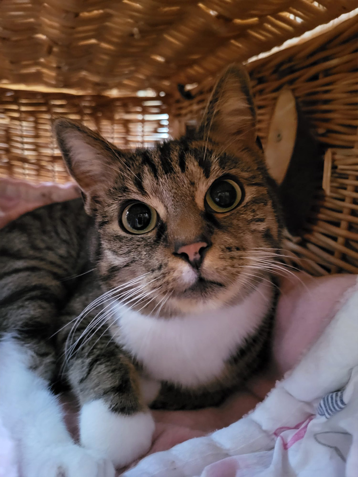 Katzenpension Leipzig Referenz 9