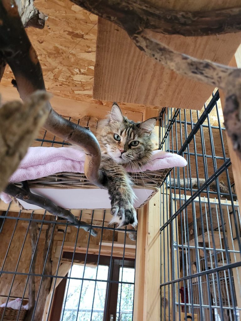 Katzenpension Leipzig Referenz 11