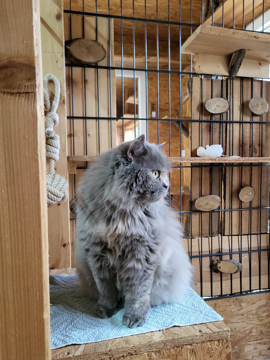 Katzenpension Leipzig Referenz 12