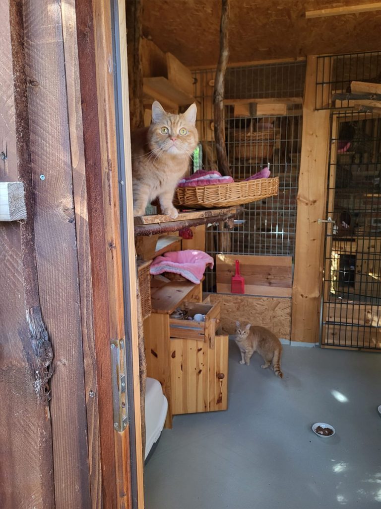 Katzenpension Leipzig Referenz 13