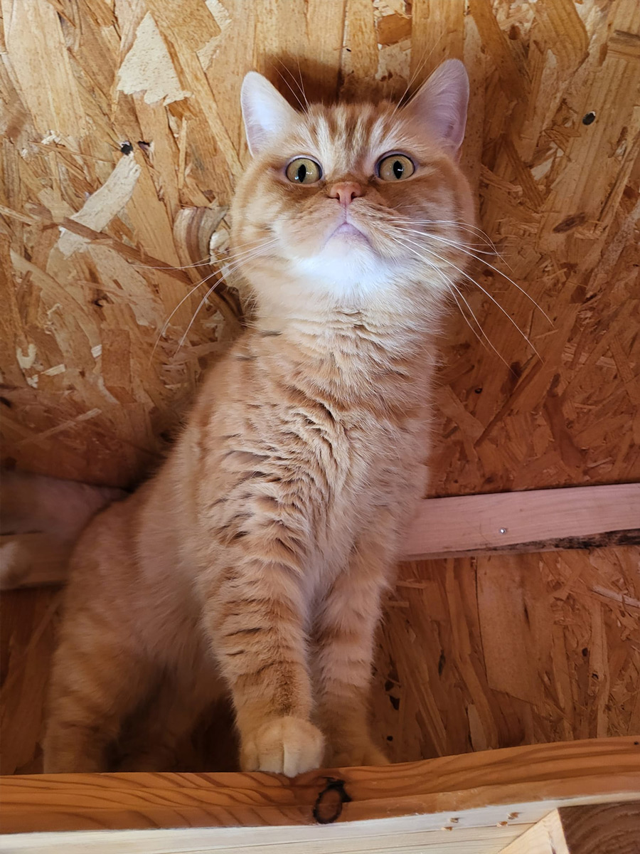 Katzenpension Leipzig Referenz 14