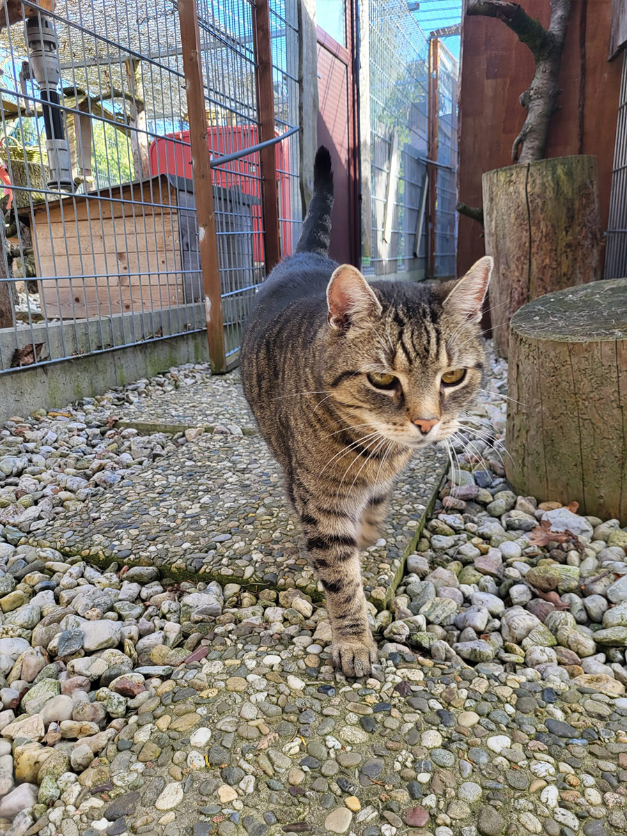 Katzenpension Leipzig Referenz 15