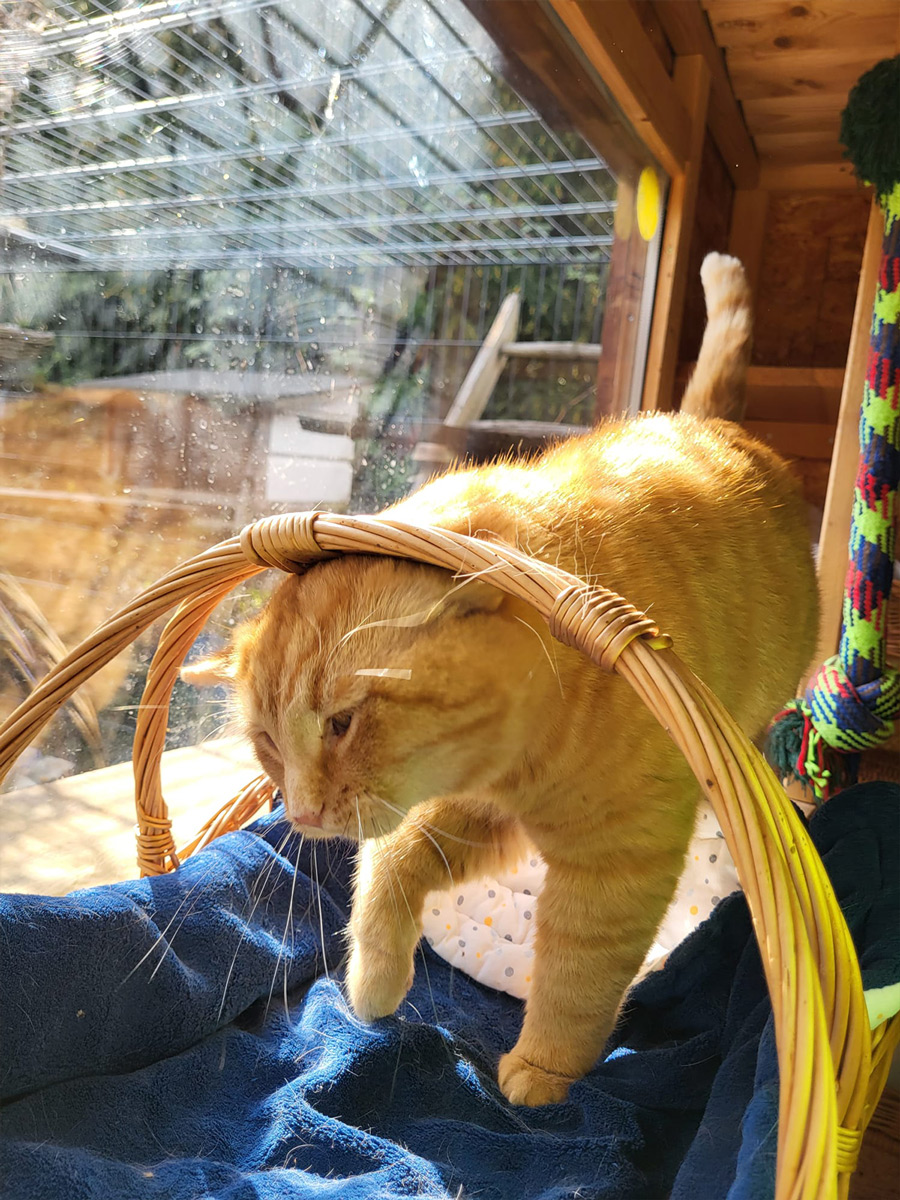 Katzenpension Leipzig Referenz 16