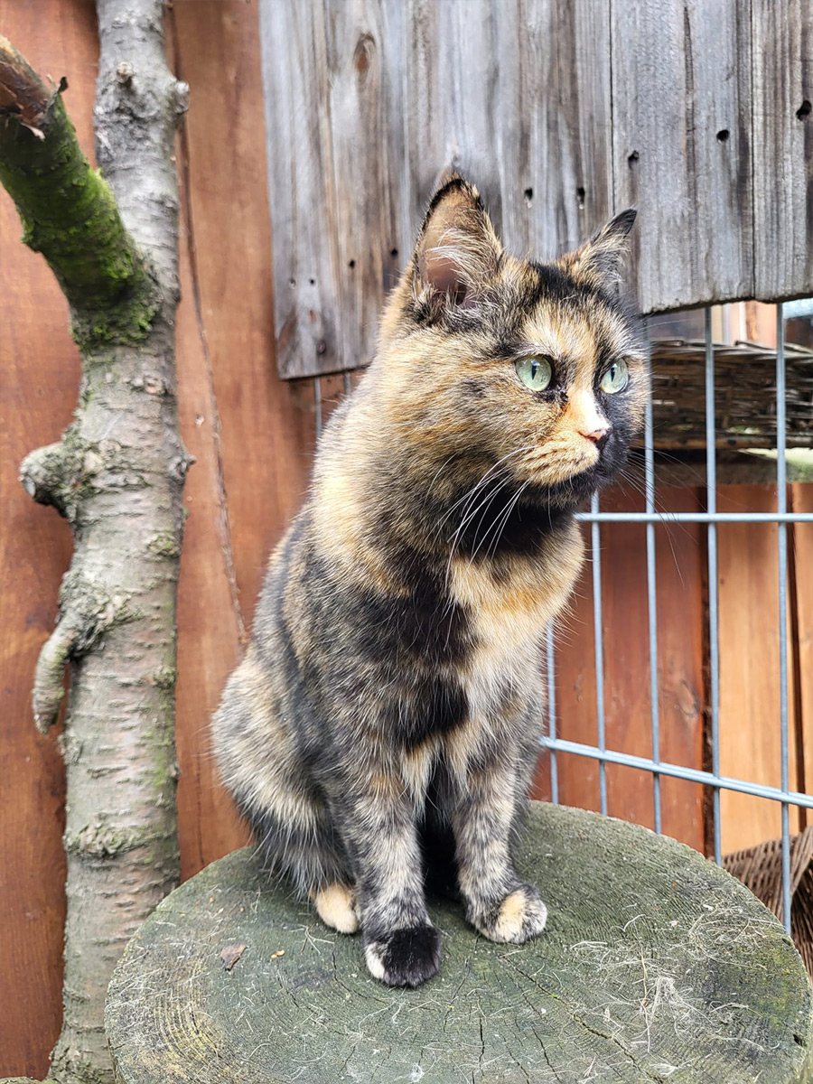 Katzenpension Leipzig Referenz 17