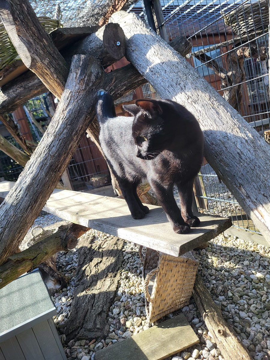 Katzenpension Leipzig Referenz 18